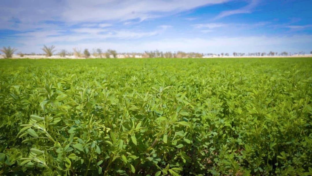 Namaa Farms field view